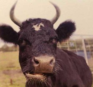 broightside cows tess