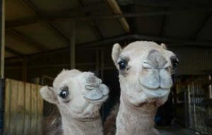 brightside camels albert and einstein